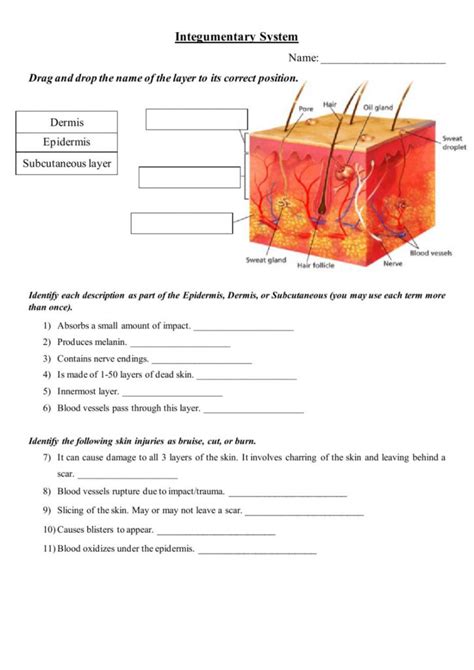 integumentary system worksheet 1 answers pdf